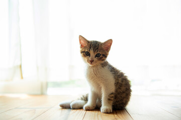 お座りした仔猫