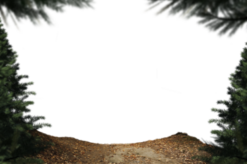 Digital png photo of fir trees and fall leaves with copy space on transparent background