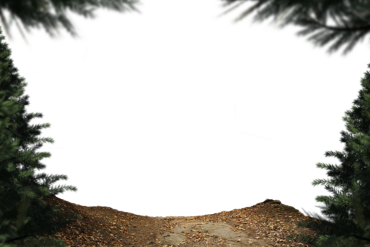 Digital png photo of fir trees and fall leaves with copy space on transparent background - Powered by Adobe