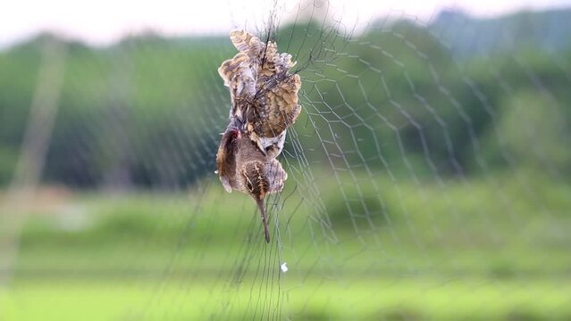 Pintail Snipe ( Gallinago stenura )Birds trapped farmers,bird trap background..bird caught in a net  trap.video.