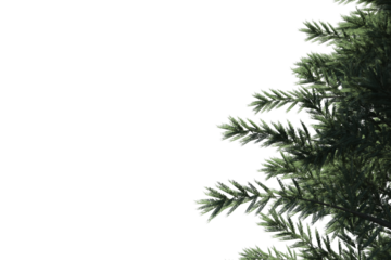 Digital png illustration of green fir tree on transparent background