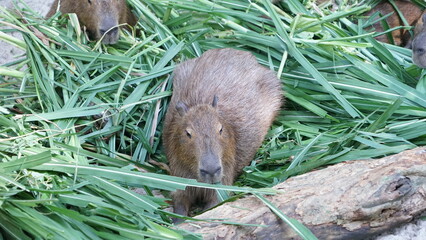 Cute animal capybara big mouse