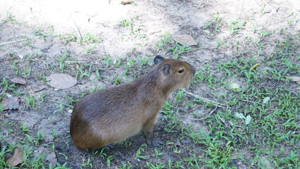 Capybara sunbathing on the grass