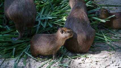 Cute animal capybara big mouse