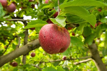 reife Äpfel inFrankreich