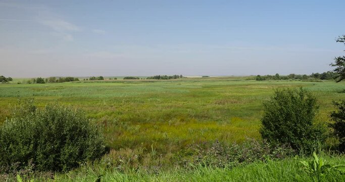 field with green grasses and plants for animal husbandry, cultivation of green fodder for animal feeding