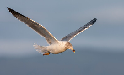 Fototapeta premium Atlantic Yellow-legged Gull, Larus michahellis atlantis