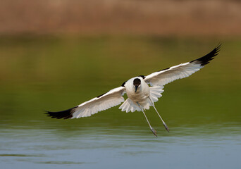 Pied Avocet, Recurvirostra avosetta
