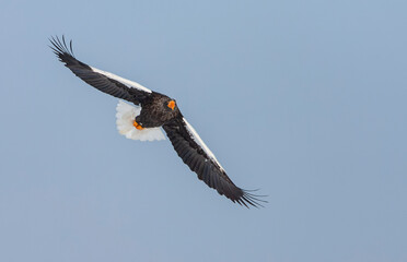 Obraz premium Steller's Sea Eagle, Haliaeetus pelagicus
