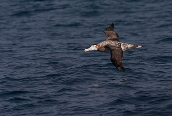 Naklejka premium Tristan Albatross, Diomedea dabbenena