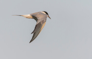 Siberian Common Tern, Sterna hirundo longipennis