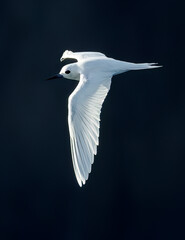 Indo-pacific White tern, Gygis (alba) candida