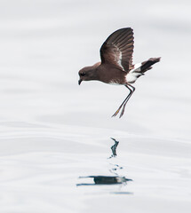 Elliot's Storm Petrel, Oceanites gracilis