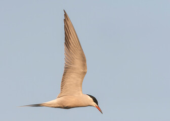 Siberian Common Tern, Sterna hirundo longipennis