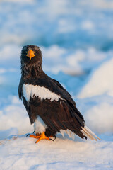 Steller's Sea Eagle, Haliaeetus pelagicus