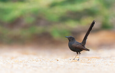 Black Bush Robin, Cercotrichas podobe