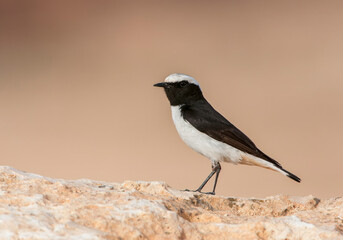 Eastern Mourning Wheatear, Oenanthe lugens