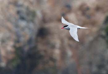 Antarctic Tern, Sterna vittata bethunei