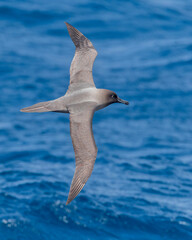 Light-mantled Albatross, Phoebetria palpebrata