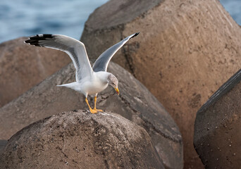 Atlantic Yellow-legged Gull, Larus michahellis atlantis