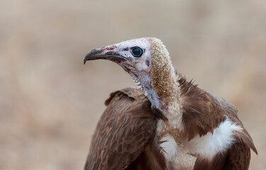 Hooded Vulture, Necrosyrtes monachus