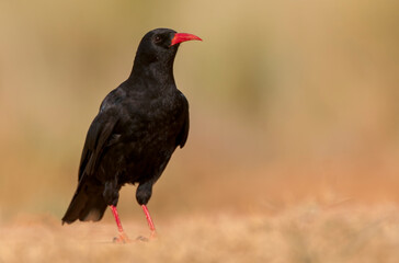 Red-billed Chough, Pyrrhocorax pyrrhocorax