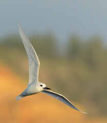 Indo-pacific White tern, Gygis (alba) candida