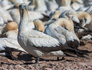 Obraz premium Cape Gannet, Morus capensis