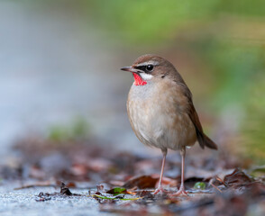 Siberian Rubythroat, Luscinia calliope