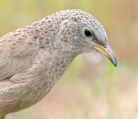 Arabian Babbler, Turdoides squamiceps