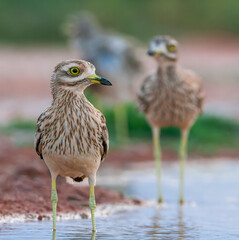 Eurasian Stone-Curlew, Burhinus oedicnemus