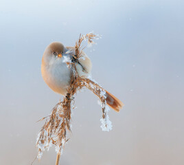 Bearded Tit, Panurus biarmicus