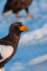 Steller's Sea Eagle, Haliaeetus pelagicus