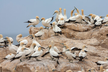 Cape Gannet, Morus capensis