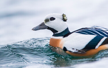 Steller's Eider, Polysticta stelleri