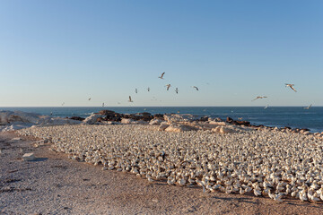 Cape Gannet, Morus capensis