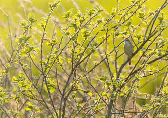 Sedge Warbler, Acrocephalus schoenobaenus