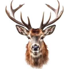Foto op Plexiglas Antilope Horn Deer head close up on transparent background