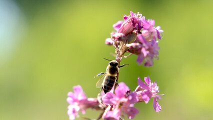 Bee and flower. Close up of a large striped bee collects honey on a yellow flower on a Sunny bright day. Macro horizontal photography. Summer and spring backgrounds
