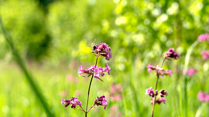 Bee and flower. Close up of a large striped bee collects honey on a yellow flower on a Sunny bright day. Macro horizontal photography. Summer and spring backgrounds