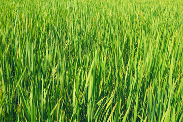 The produce before harvesting rice.