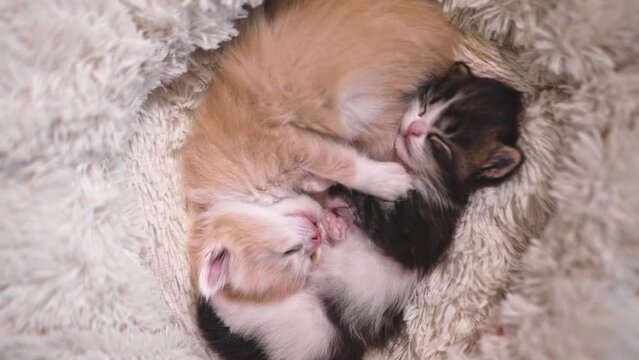 Two kittens are sleeping in a yin-yang position as the camera slowly rotates
