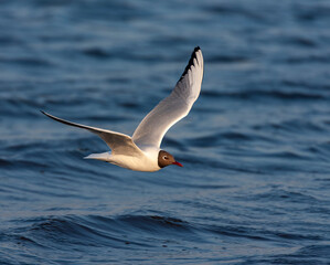 Common Black-headed Gull, Chroicocephalus ridibundus