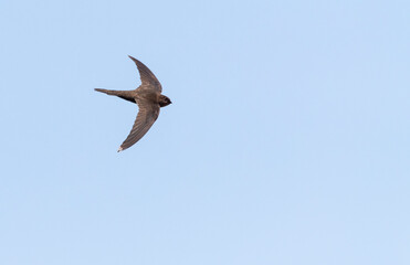 Plain Swift, Apus unicolor