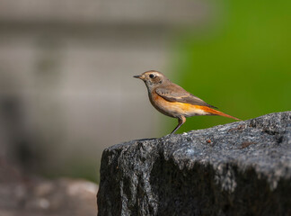 Fototapeta premium Common Redstart, Phoenicurus phoenicurus