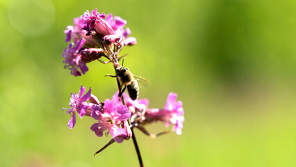 Bee and flower. Close up of a large striped bee collects honey on a yellow flower on a Sunny bright day. Macro horizontal photography. Summer and spring backgrounds