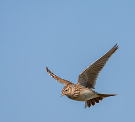 Eurasian Skylark, Alauda arvensis