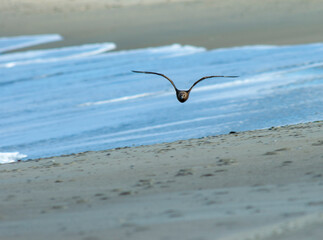 Arctic Skua, Stercorarius parasiticus