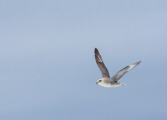 Northern Fulmar, Fulmarus glacialis