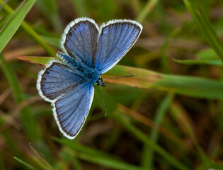 Silver-studded Blue, Plebejus aragus